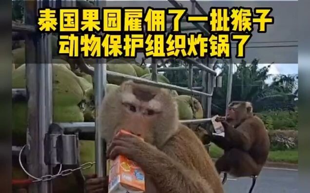 ลิง: ถ้าฉันไม่ขยันทำงาน ฉันก็อดกินข้าวแน่ๆ!!!