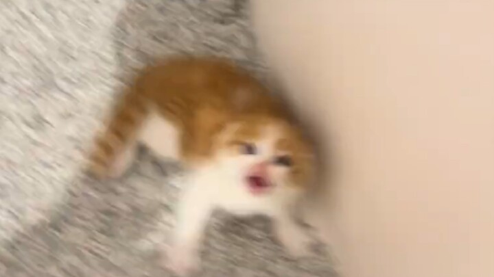 ลูกแมวตั้งแต่เล็กก็ชอบพ่นลมหายใจแล้วกัดคนอยู่แล้ว