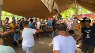MBH GAMEFARM Dalusapi (1x Winner) Salamat sa panalo kahit buhay mo ang kapalit🥲