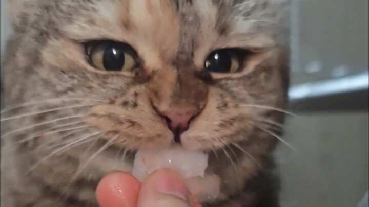 Bang: There’s nothing tastier than shrimp.