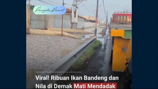 Petani tambak di kawasan Sayung, Kabupaten Demak, mengalami kerugian besar setelah lebih dari 15 rib