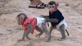 Cute Baby Monkey Maki Outside Play With Baby Maku and Mom Very Happy