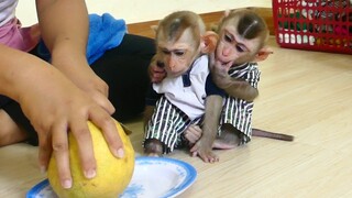 Mom Hurry Up!! Two Baby monkey Maki and Maku Sit Request Mom Eat Sweet Orange Fruits