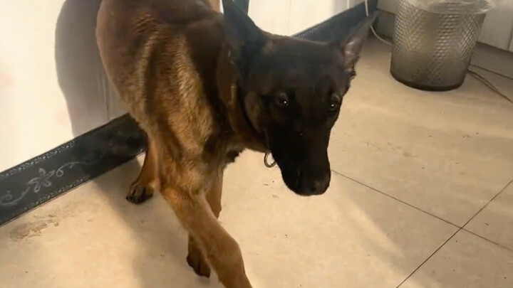 ไม่ได้กลับบ้านมาหลายเดือน อยากรู้ว่าเจ้าหมาจะจำฉันได้ไหม?