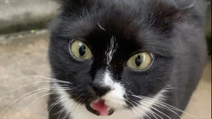 Bahasa para saudara kulit hitam tidak saling dimengerti.