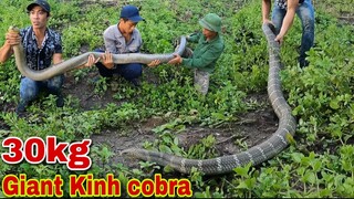 Kinh Hoàng Phát Hiện Bà Lão 80 Tuổi Bị Rắn Hổ Mang Chúa Khổng Lồ Đuổi Cắn Suýt M.ất M.ạng