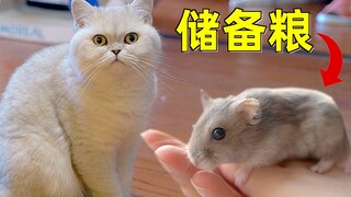 Chuyên gia nuôi mèo lần đầu nuôi chuột hamster liền kêu quá phiền phức! Mèo: Để tớ giúp cậu ăn hết p