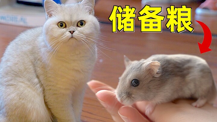 Chuyên gia nuôi mèo lần đầu nuôi chuột hamster liền kêu quá phiền phức! Mèo: Để tớ giúp cậu ăn hết p
