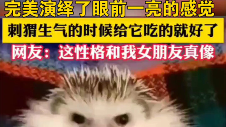 Hedgehog: So mad! Hmph! Wait… Huh? It’s eating!!! #Hedgehog #MagicalAnimals #CutePetDebutPlan #Adora