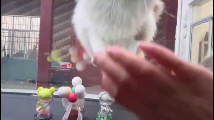 A Husky in Cat Form: Looks Earned Through Brains