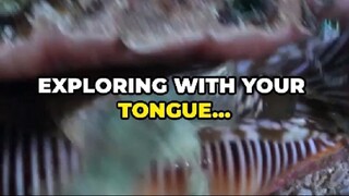 Tasting With Feet? The Sea Snail’s Bizarre Superpower