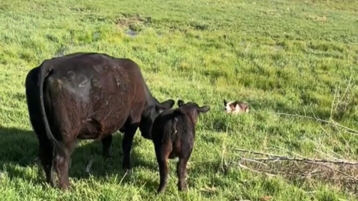 #BorderCollie #CutePetDebutProject #Dog'sDailyLife