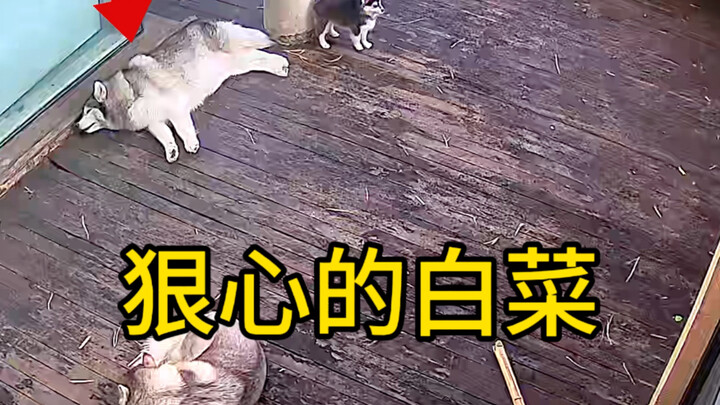 这臭白菜！！气死我了！！！