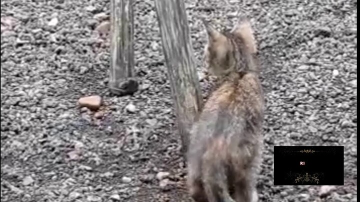 suara kucing kecil, suara anak kucing memanggil ibunya ,