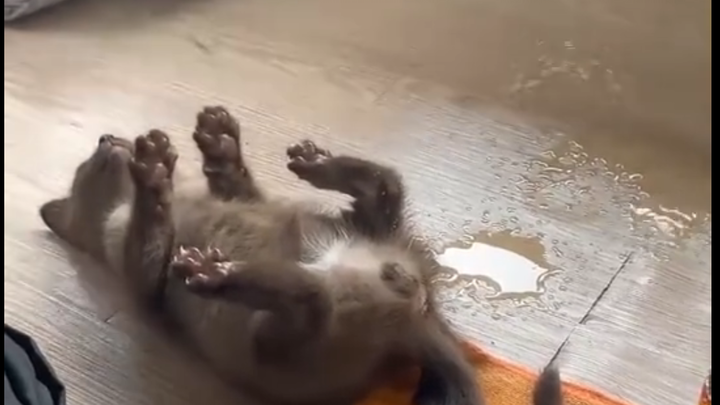 Cat: “Do I not have any pride?”