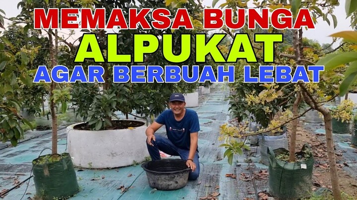 MEMAKSA BUNGA ALPUKAT