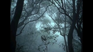 bilibili.tv