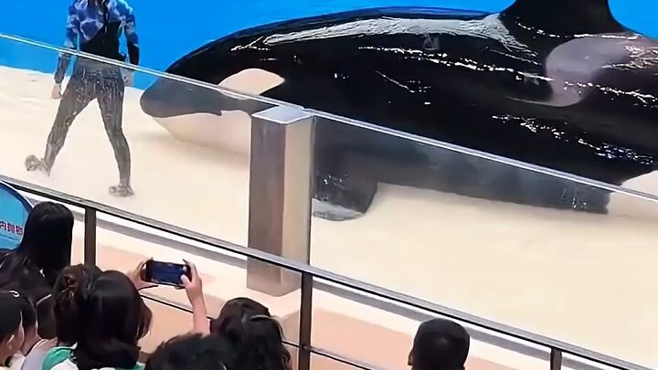 퇴근하기 싫다고 무대 위에서 버티는 6톤짜리(?) 거대 아기 범고래 🐋😂사육사가 아무리 밀고 당겨도 꿈쩍도 안 하더니, 양손 가득 생선 간식 들고 오자마자 눈빛 돌변하는 거 실