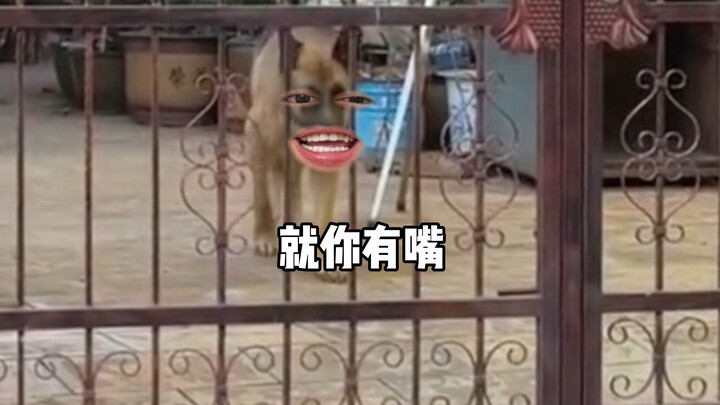 Anjing: Terima kasih, orang baik