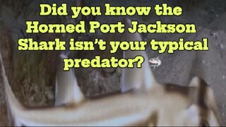 Horned Port Jackson Shark: The Egg-Laying, Shell-Crushing Shark of Australia