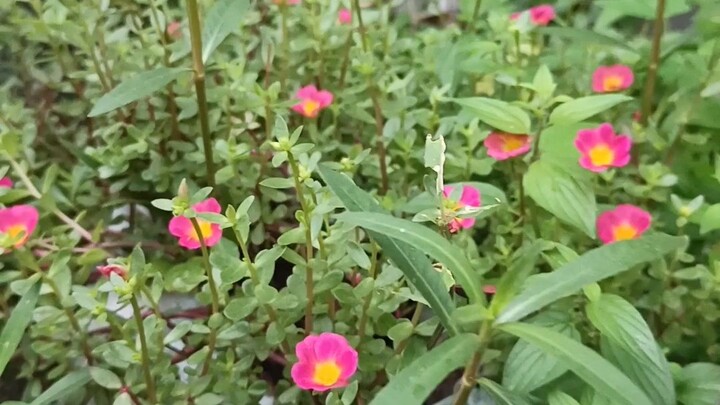 আমার বাগানের পশ্চিম দিকে শুরু