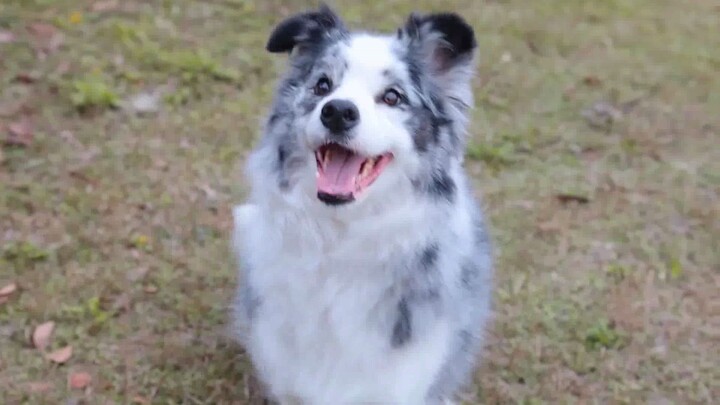 9鹅|100秒让你爱上边牧