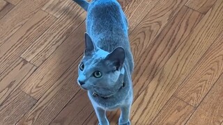 I understand the logic, but why does this blue cat look like a creature from another level?