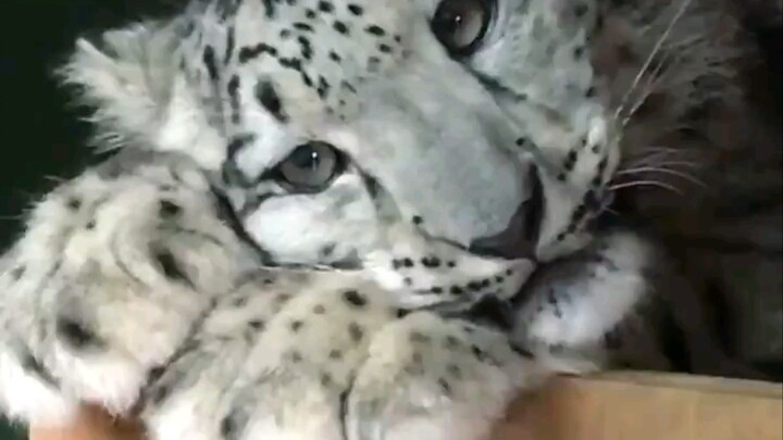[Snow Leopard] Deadly Cute (You absolutely have to watch this!!!)