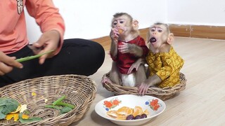 Obedient Two Baby Monkey Sit in Basket Eat Fruit And Looking Mom Cutting The Vegetable