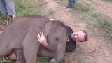 [Animals]A cute baby elephant who loves to play with people