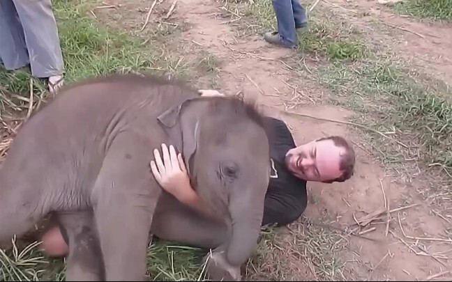 [Binatang] Bayi Gajah Lucu Yang Suka Bermain Dengan Orang