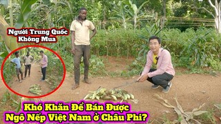 Tập 154|| Antonio đi bán ngô Nếp Việt Nam và cái kết||2Q Vlogs Cuộc Sống Châu Phi