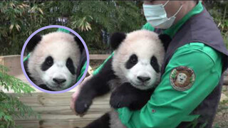 210207 Panda Fu Bao is carried by daddy to work +  nipped his hand affectionately