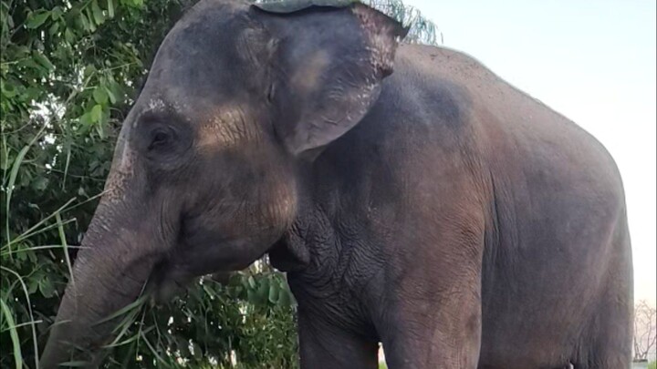 พาช้างเดินทุ่งนาประเทศไทย🐘 Elephant Thailand
