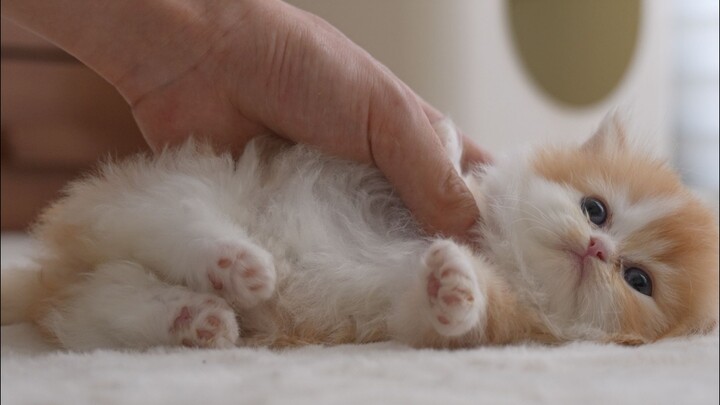 How Different Kitten Babies React When You Pet Them!