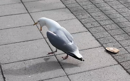 Just in case you’ve never seen seagulls angrily smack their beaks after being fed garbage!