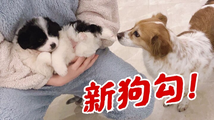 Kita punya anjing baru!!