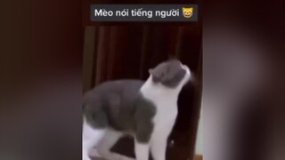 Mèo đột quỵTỏChấtRiêng xh fypシ fyppppppppppppppppppppppppppppppppppp fyp xhtiktok tiktok xuhuong tiktok xuhuongtiktok boss mèo