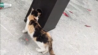 Xin hãy mèo và chuột