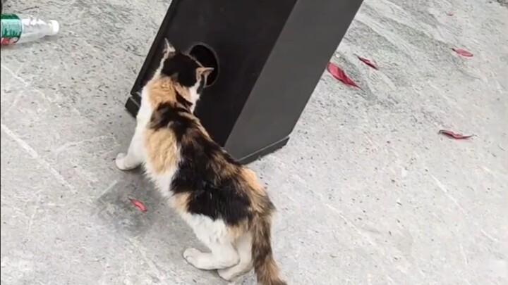 请猫捉老鼠