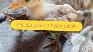 Update anakan pama x Ayampetelur