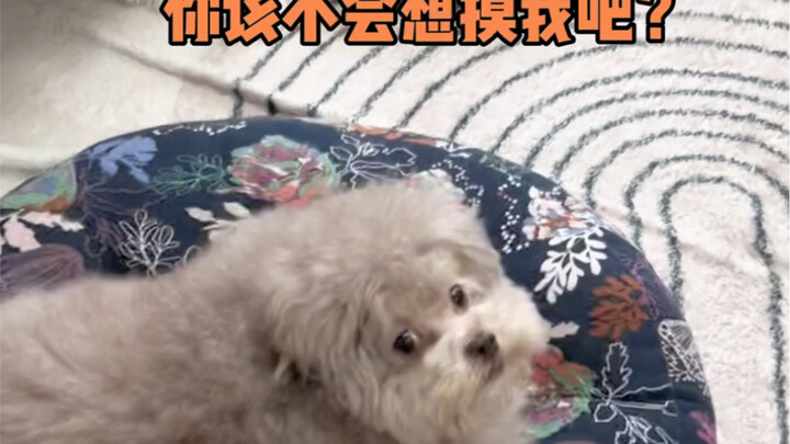 Why won’t this little pup let anyone pet it when it comes inside?