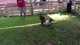 Manok ng insan ng papa ko, tinola line, ako nag condition, ako din nag tari, panalo pero patay din👍