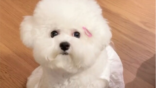 抱歉！有jio臭的小狗狗不能上床哦