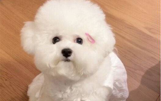 عذرًا! لا يمكن للكلاب الصغيرة ذات الرائحة الكريهة الصعود إلى السرير.