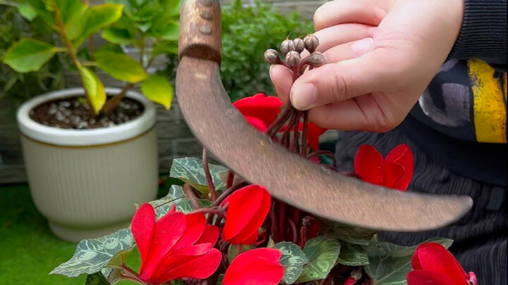 Pruning cyclamen after flowering: Many people get the first step wrong.