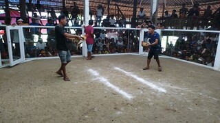 3 hits 1 fight win 4 years old White choco