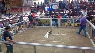 1x winner white kelso