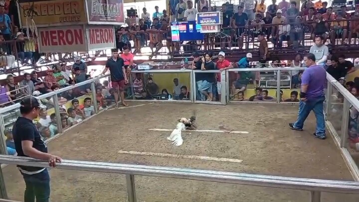 1x winner white kelso