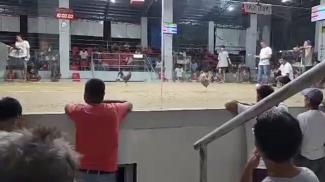 MVKR gf bulik